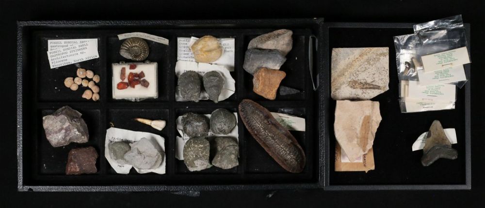 Lot 347: Fossil Collection Turtle Fern Ammonite Dinosaur