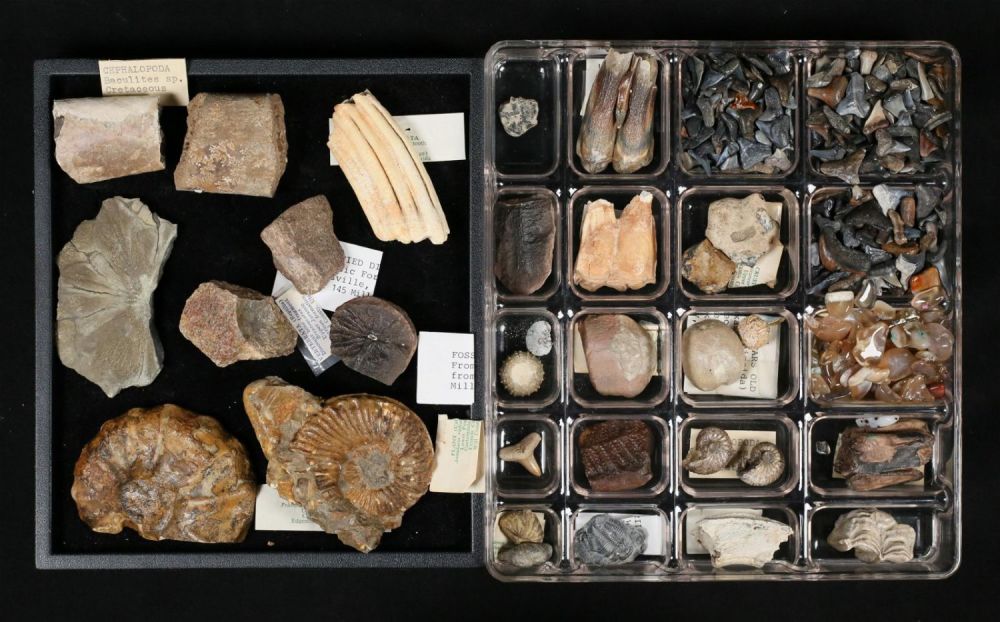 Lot 348: Fossil Collection Shark Cephalopoda Trilobite