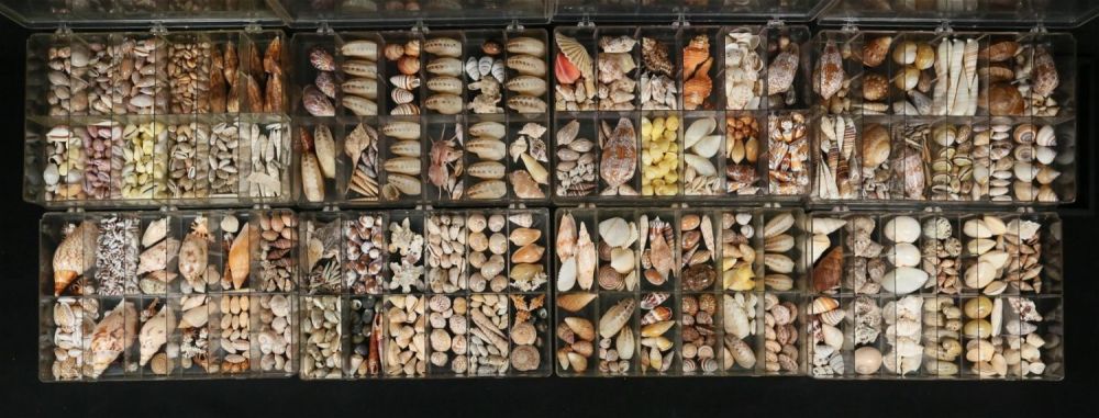 Lot 400: Large Collection Of Sea Shells Murex Cowrie