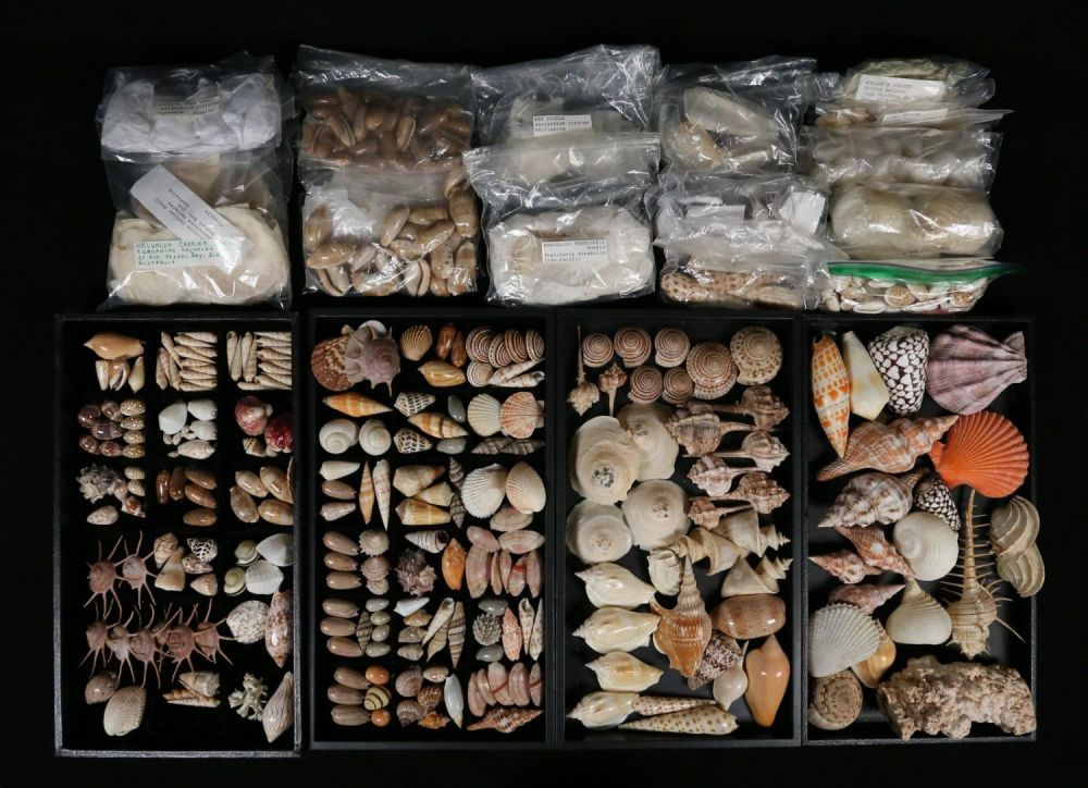 Lot 401: A Large Collection Of Seashells Volute Cockle