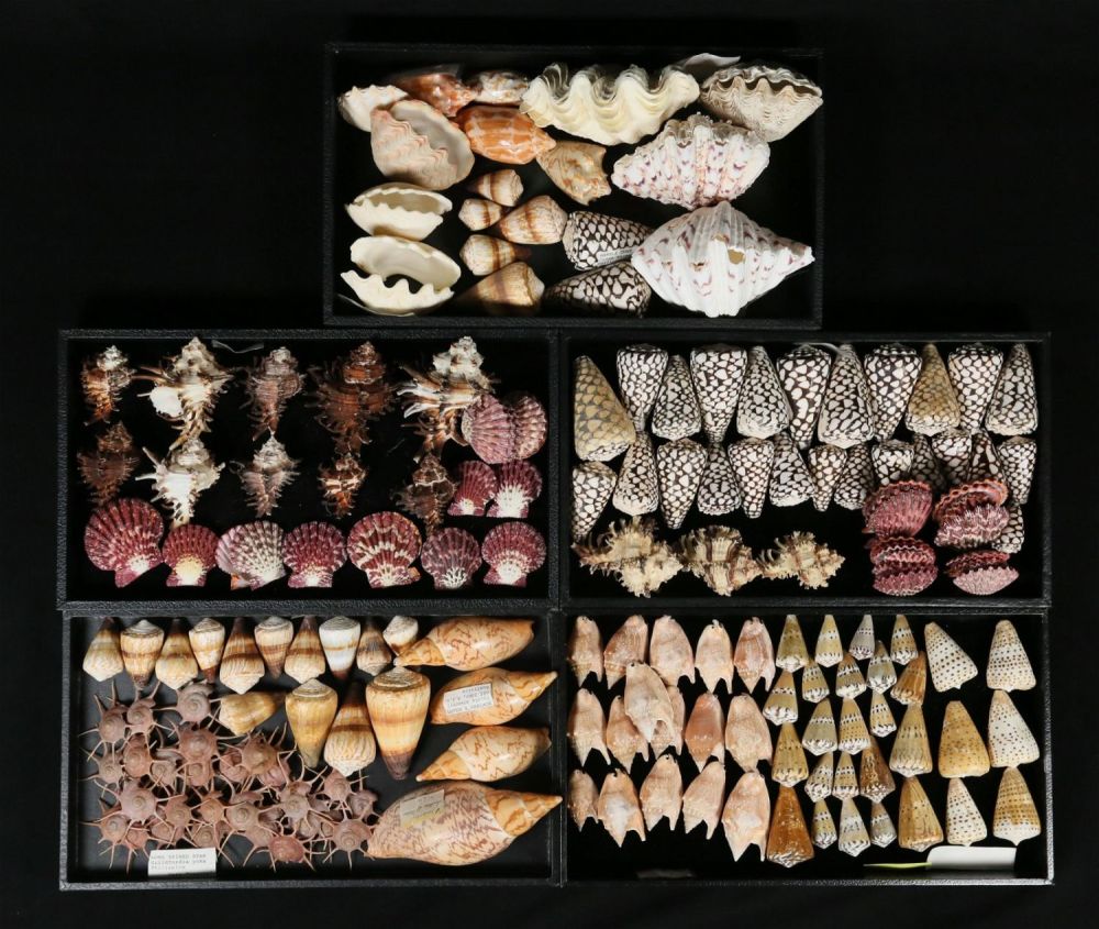 Lot 406: A Collection Of Seashells Voluta Cone Murex