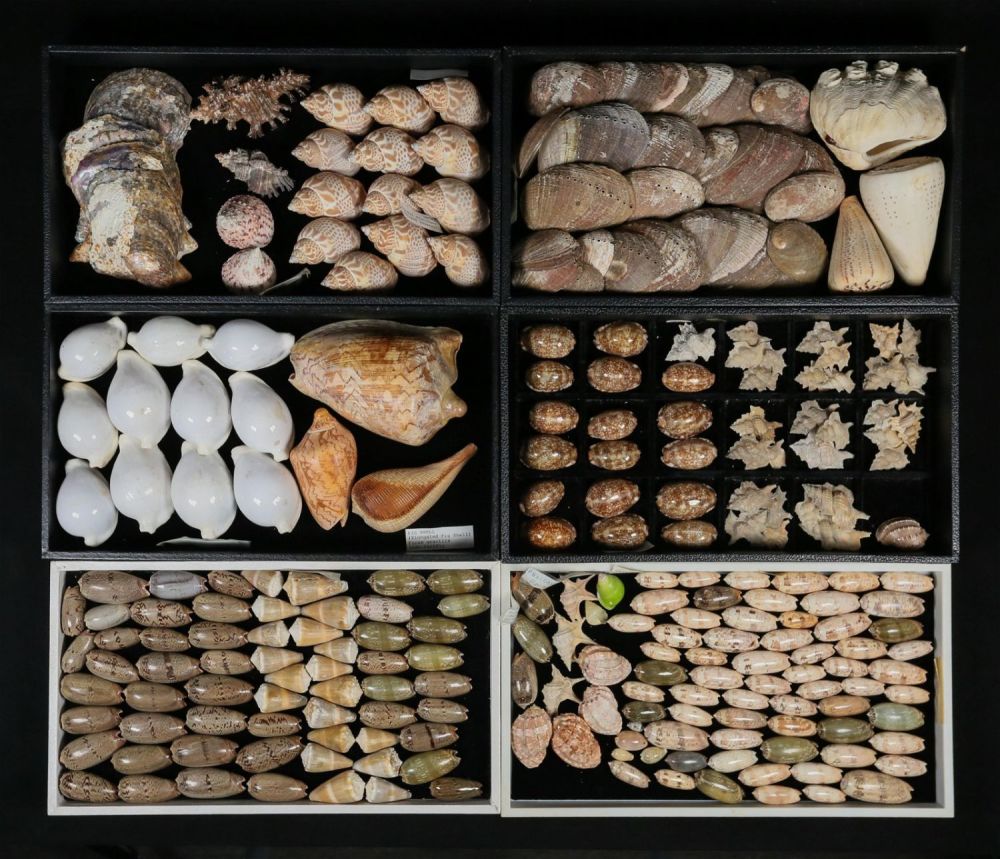 Lot 407: Collection Of Sea Shells Cowries Cones Abalone