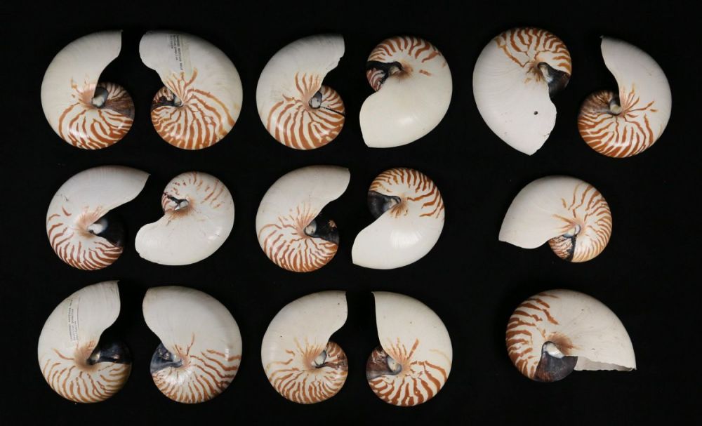 Lot 408: 15 Chambered Nautilus Half Shells and 1 Full