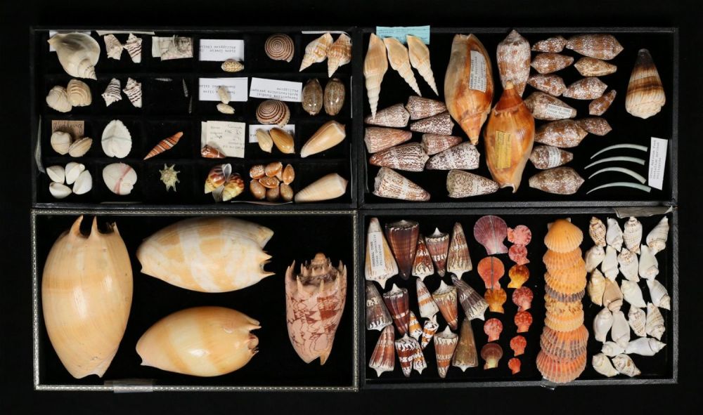 Lot 411: Collection Of Cone Cowrie Conch Cockle Shells