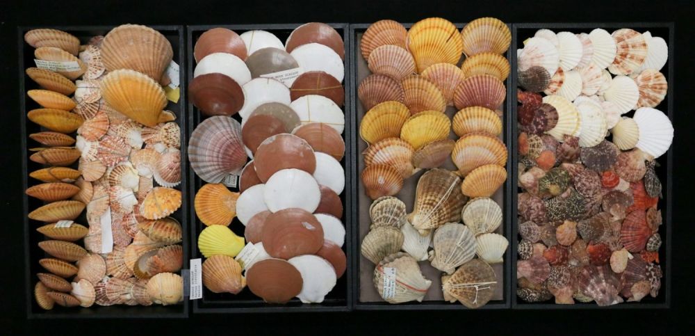 Lot 412: Collection Of Various Scallop Species