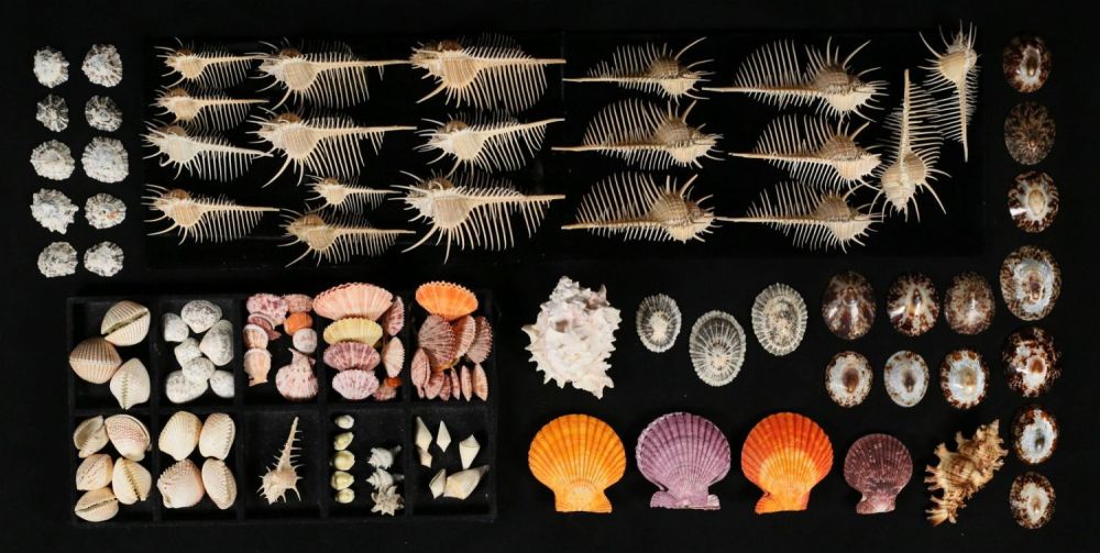 Lot 413: Collection Of Shells Murex Scallop Limpet Latiaxis