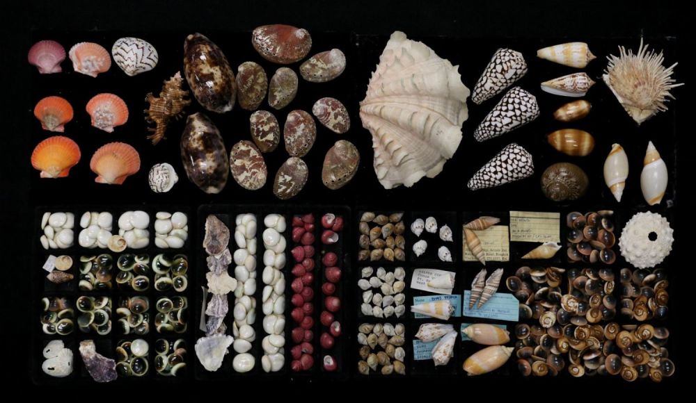 Lot 414: Collection Of Shells Conus Limpets Oysters