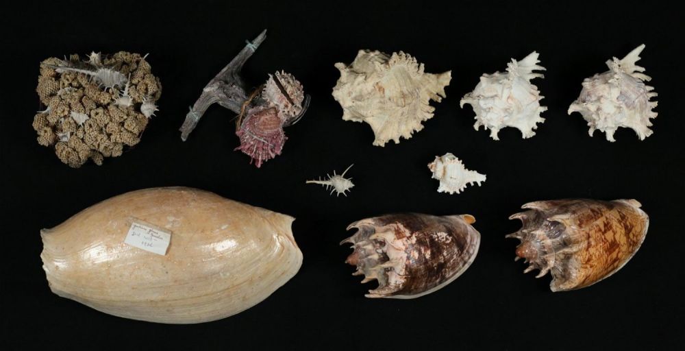 Lot 418: Large Group Of Sea Shells Oysters Murex Sponge