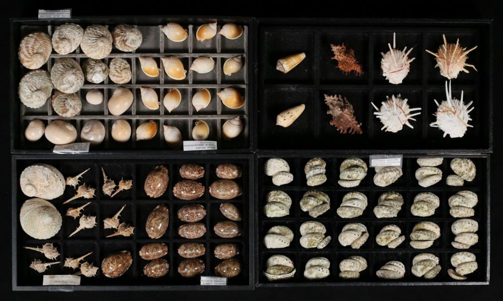 Lot 421: Collection Of Sea Shells