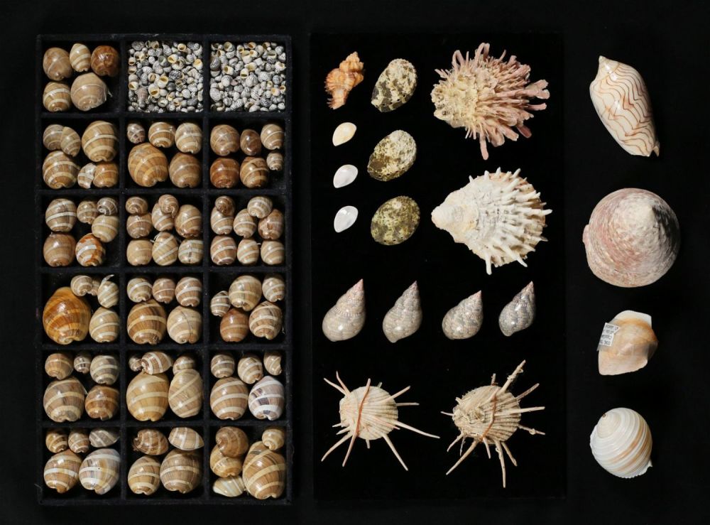 Lot 422: Collection Of Sea Shells