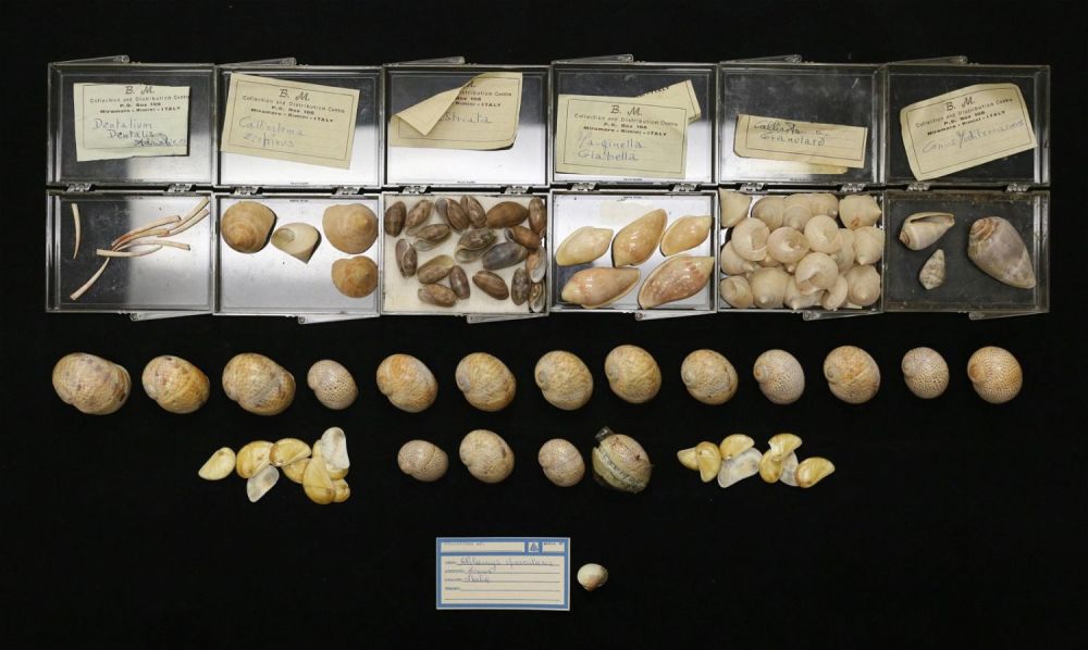 Lot 424: Collection Of Sea Shells