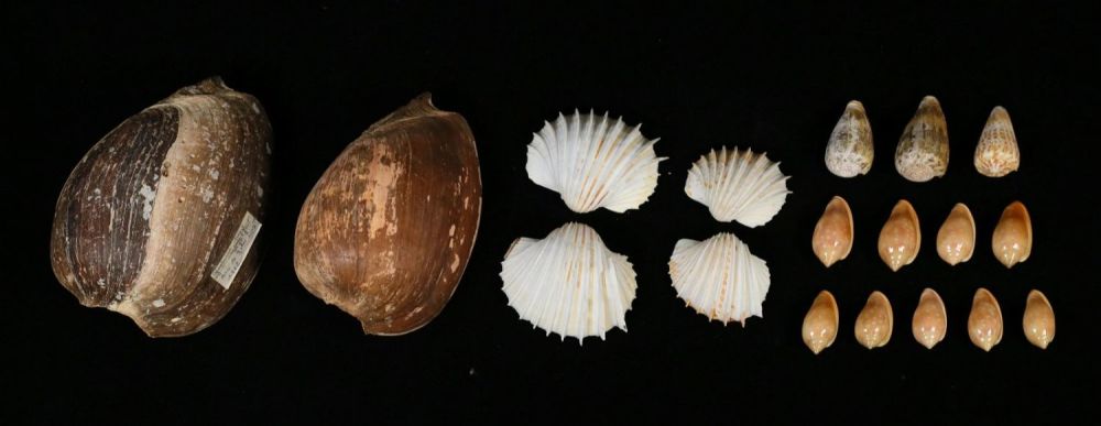 Lot 426: Senegal Sea Shells Cymbrium Conus Ribbed Cockle