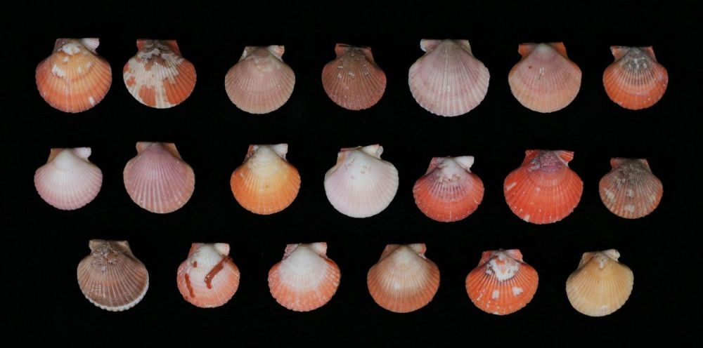 Lot 428: 20 Pastel Scallops Pecten Flabellum Senegal Africa