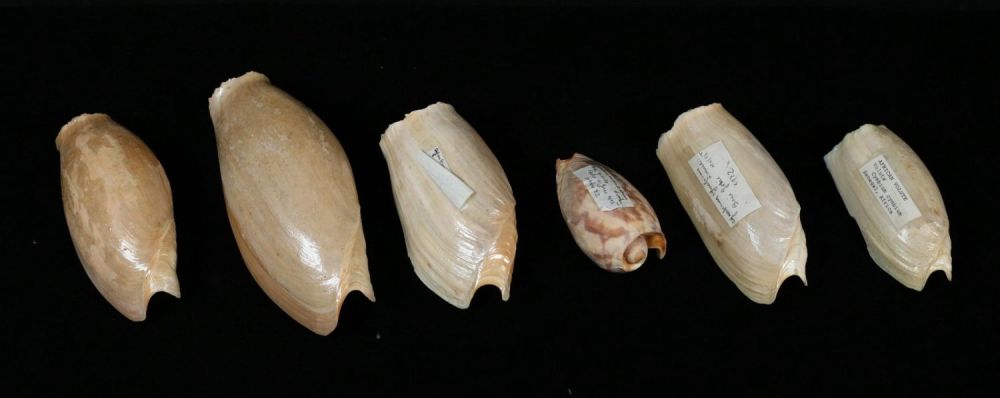 Lot 430: 5 African Volute Shells Senegal Africa