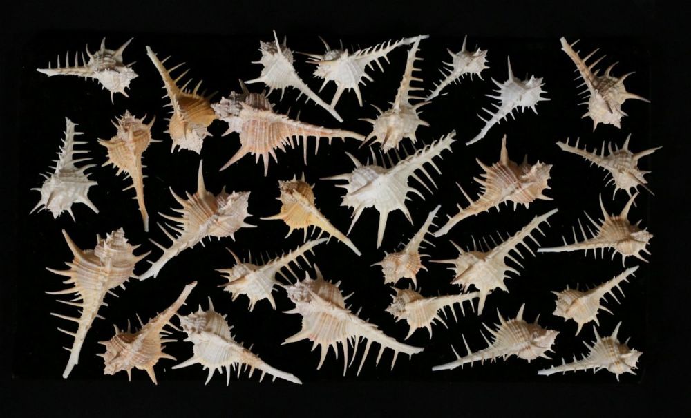 Lot 431: 28 Black Tipped Murex Shells from Philippines