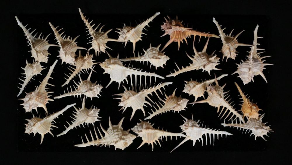 Lot 432: 25 Black Tipped Murex Shells from Philippines
