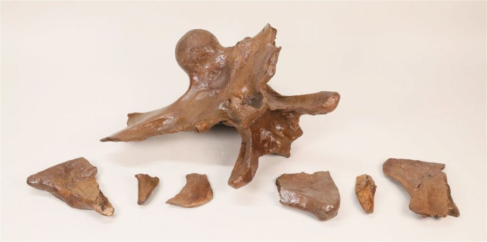 Lot 352: Triceratops Vertebra Occipital Condyle