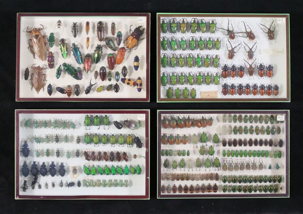 Lot 354: Lot of Beetle & Other Insect Specimens