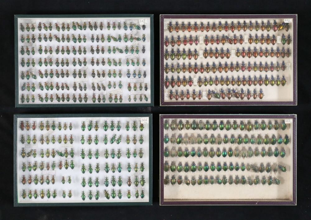 Lot 355: Lot of Metallic & Other Beetle Specimens