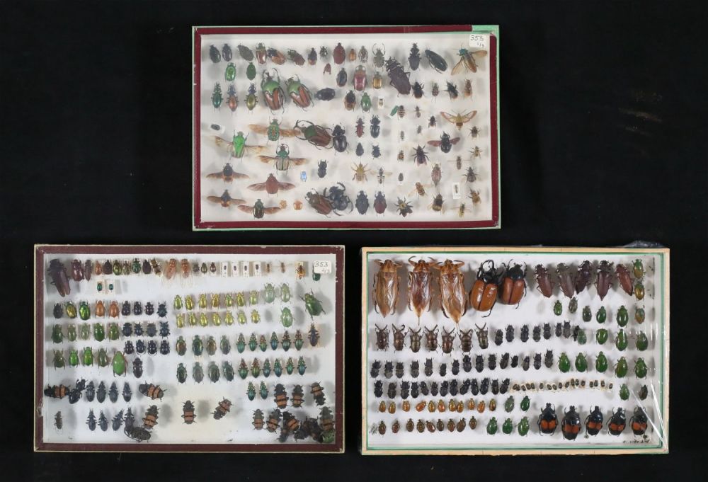 Lot 356: Lot of Beetle & Insect Specimens