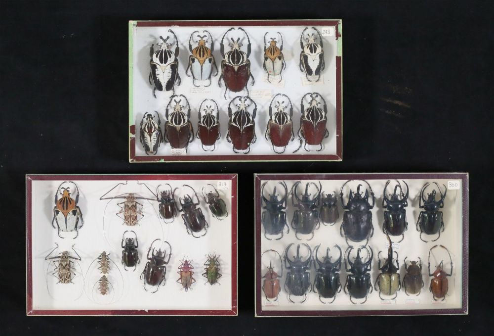 Lot 357: Lot of Beetle Specimens Rhinoceros, Goliath
