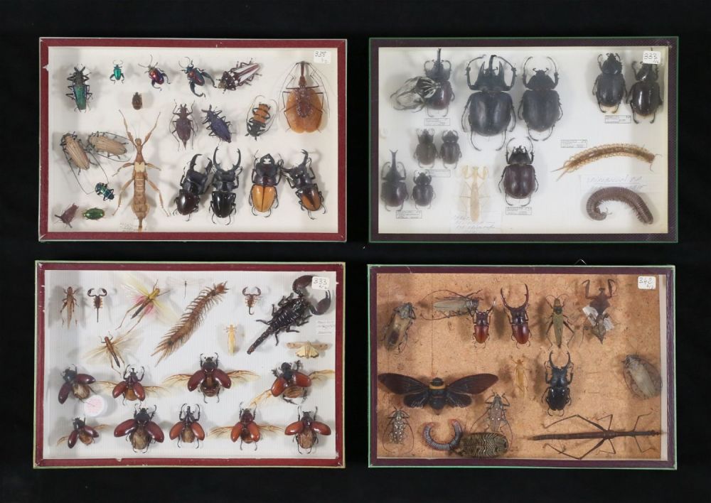Lot 358: Lot of Insect & Other Specimens Beetles, Scorpion