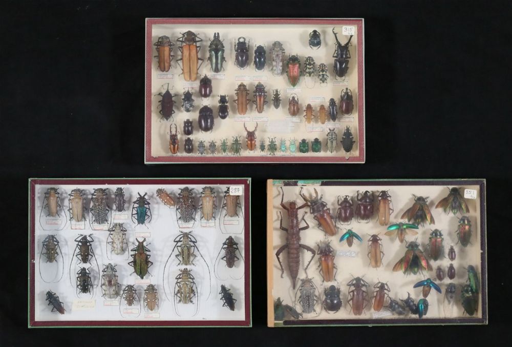 Lot 360: Lot of Longhorn & Other Beetle Specimens