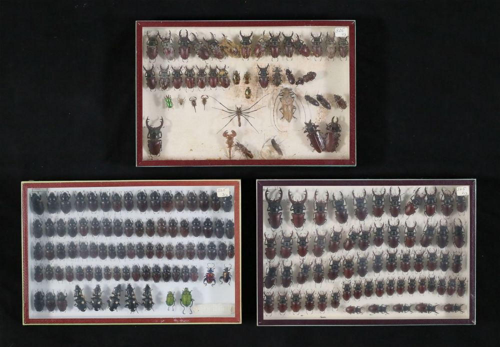 Lot 361: Collection of Stag Beetle & Other Specimens
