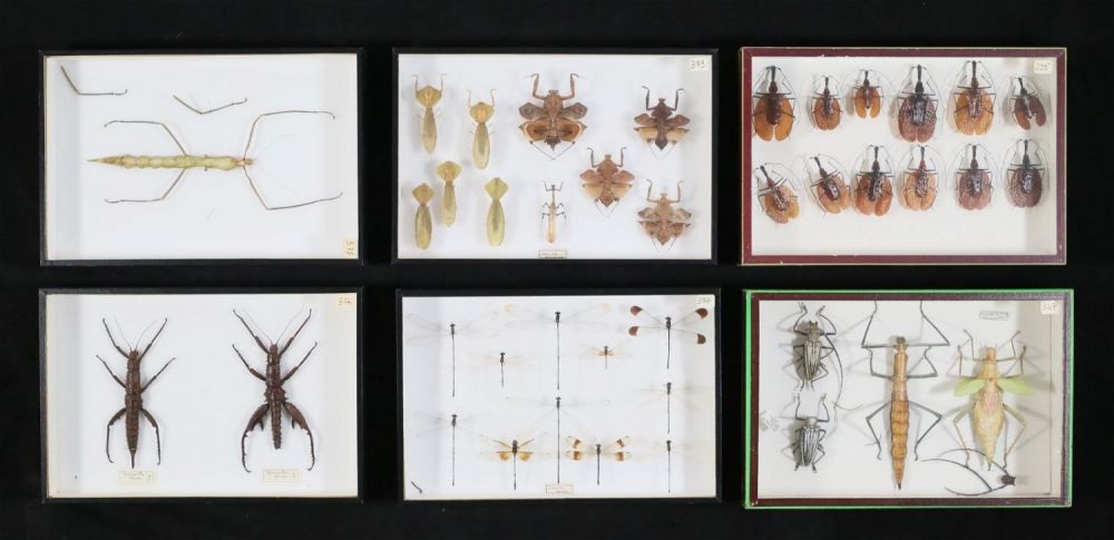 Lot 362: Collection of Insect Specimens