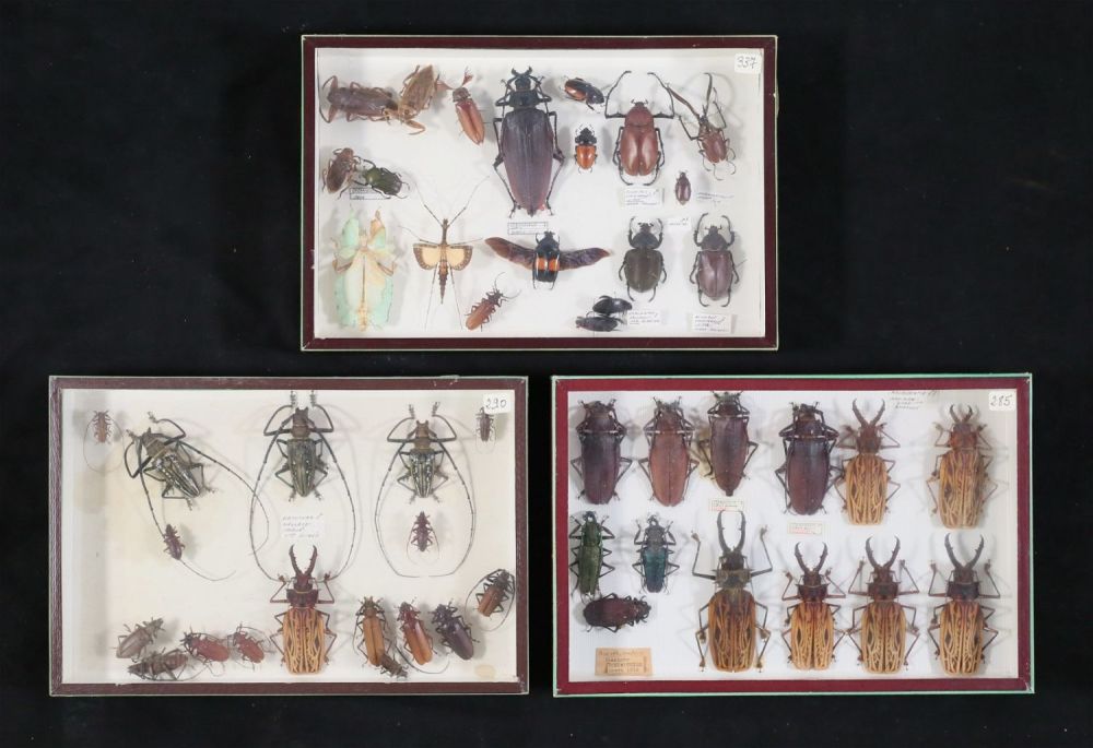Lot 364: Collection of Beetle & Other Insect Specimens