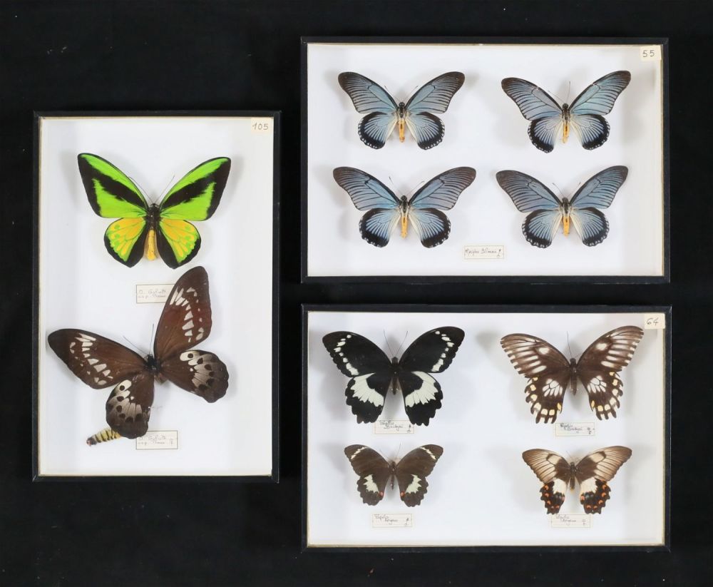 Lot 365: Collection of Butterfly Specimens
