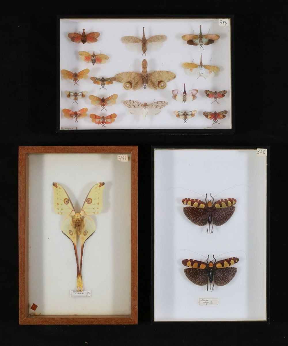 Lot 366: Collection of Moth & Other Insect Specimens