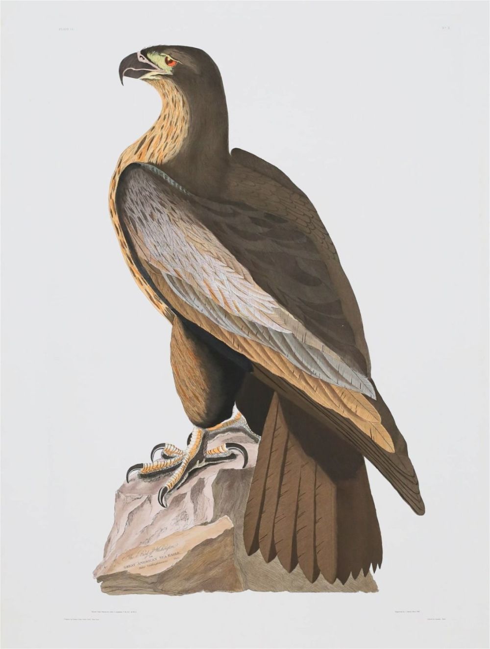 Lot 167: After John James Audubon Engraving Sea Eagle