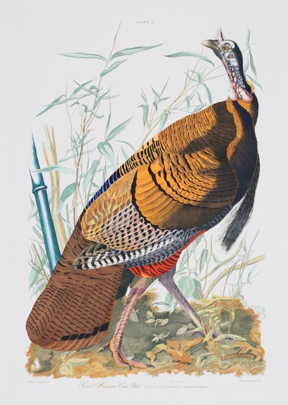 Lot 168: After John James Audubon Engraving Wild Turkey