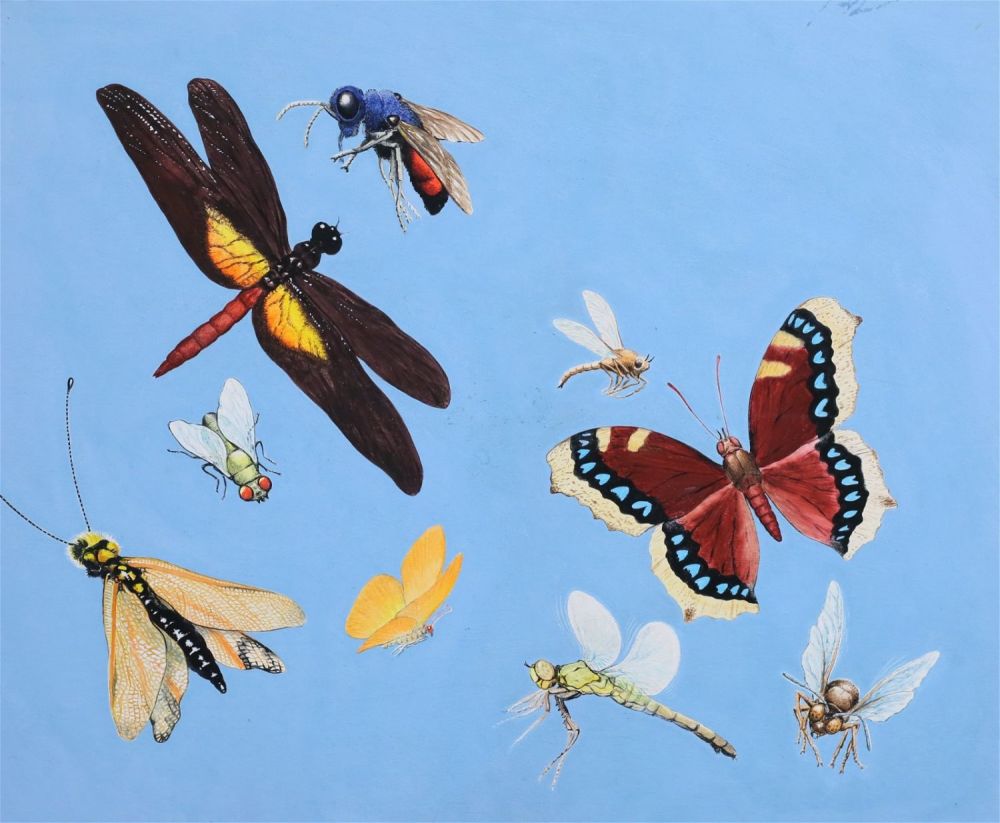 Lot 205: Mel Hunter Illustration Insects
