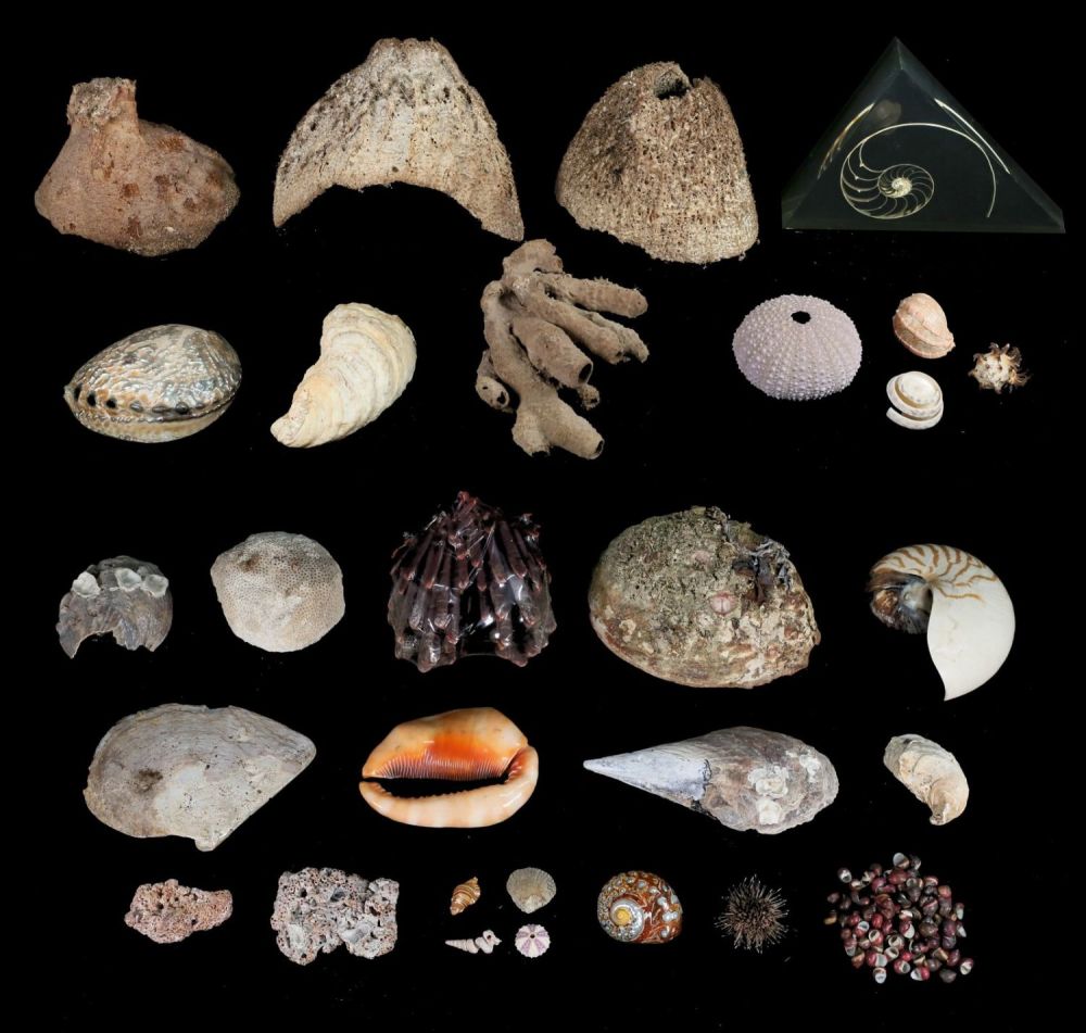 Lot 310: Lot of Coral & Shell Specimens