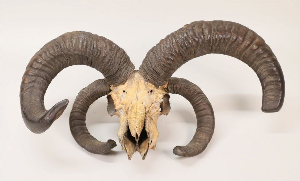 Lot 312: Jacob Sheep Skull Vintage Taxidermy