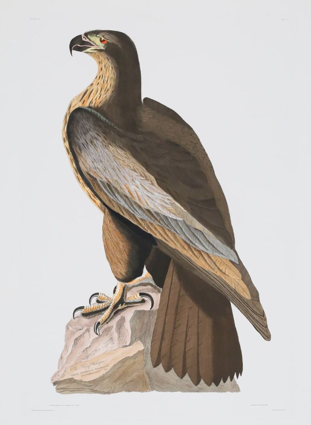 Lot 510: After John James Audubon Engraving Sea Eagle