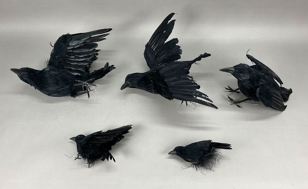 Lot 399: 5 Halloween Different Sized Black Crows