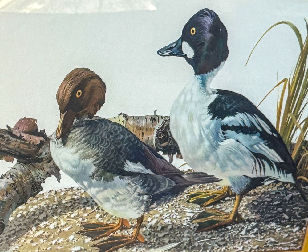 Lot 224: Le Blanc - Goldeneye - Pair of Ducks prints