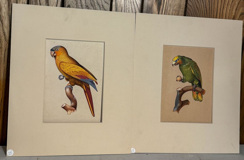 Lot 228: Pair of Parrot Paintings, Oil on Paper