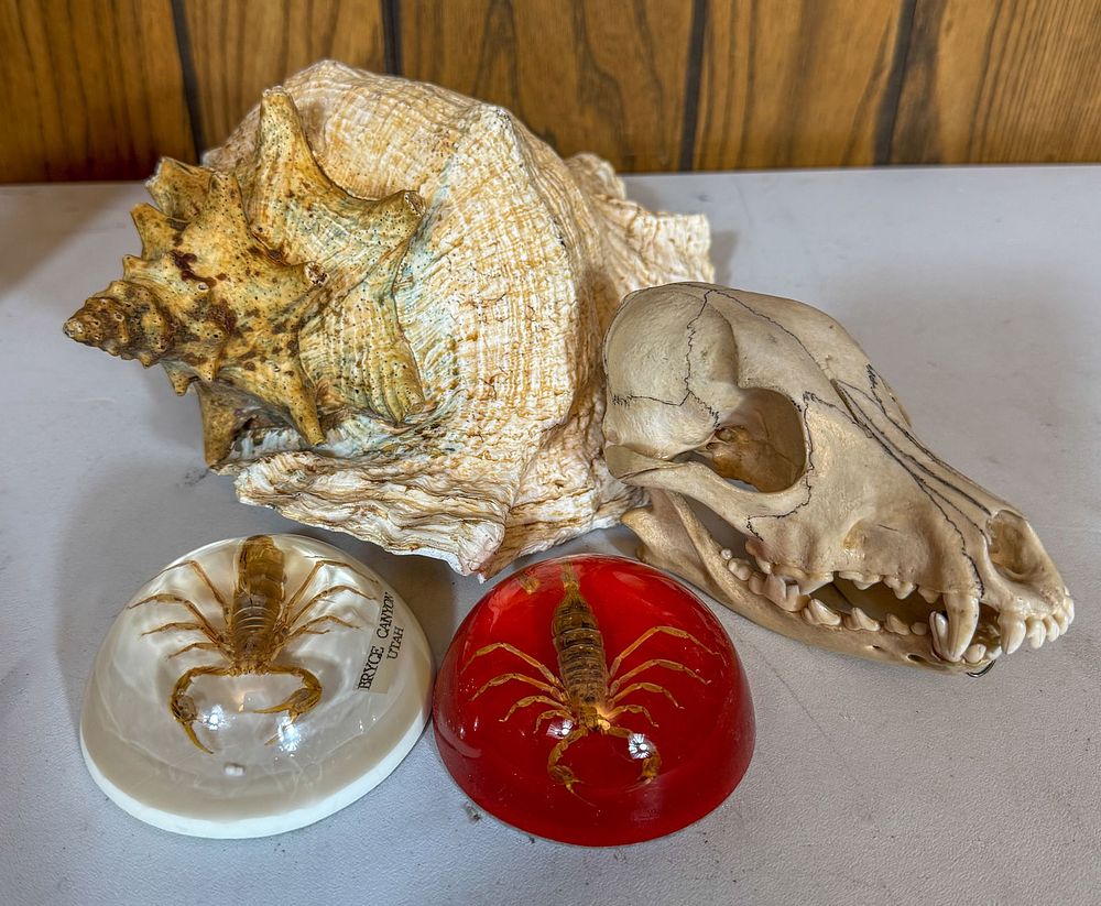 Lot 417: Natural History Group Shell, Skull, Scorpions