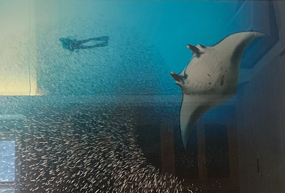 Lot 158: Mark Snyder Underwater Photography Diver & Fish