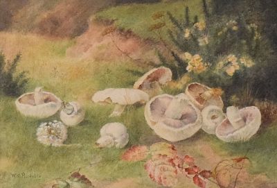 W.C. Ricketts Watercolor Mushrooms. W (William) C. Ricketts (19th / 20th century). Watercolor 