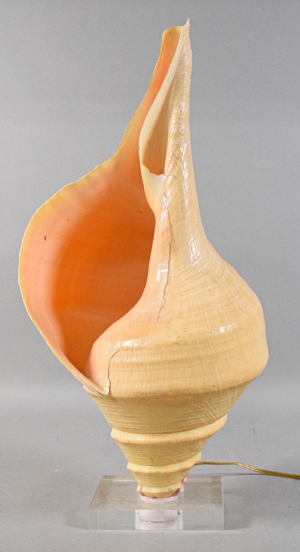 Lot 384: Large Natural Conch Shell Table Lamp on Acrylic Base