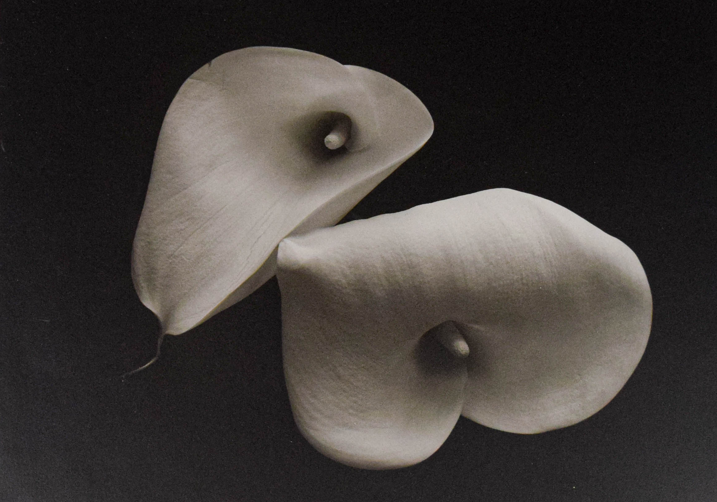 Bruce Rae Gelatin Silver Print Cala Lily II