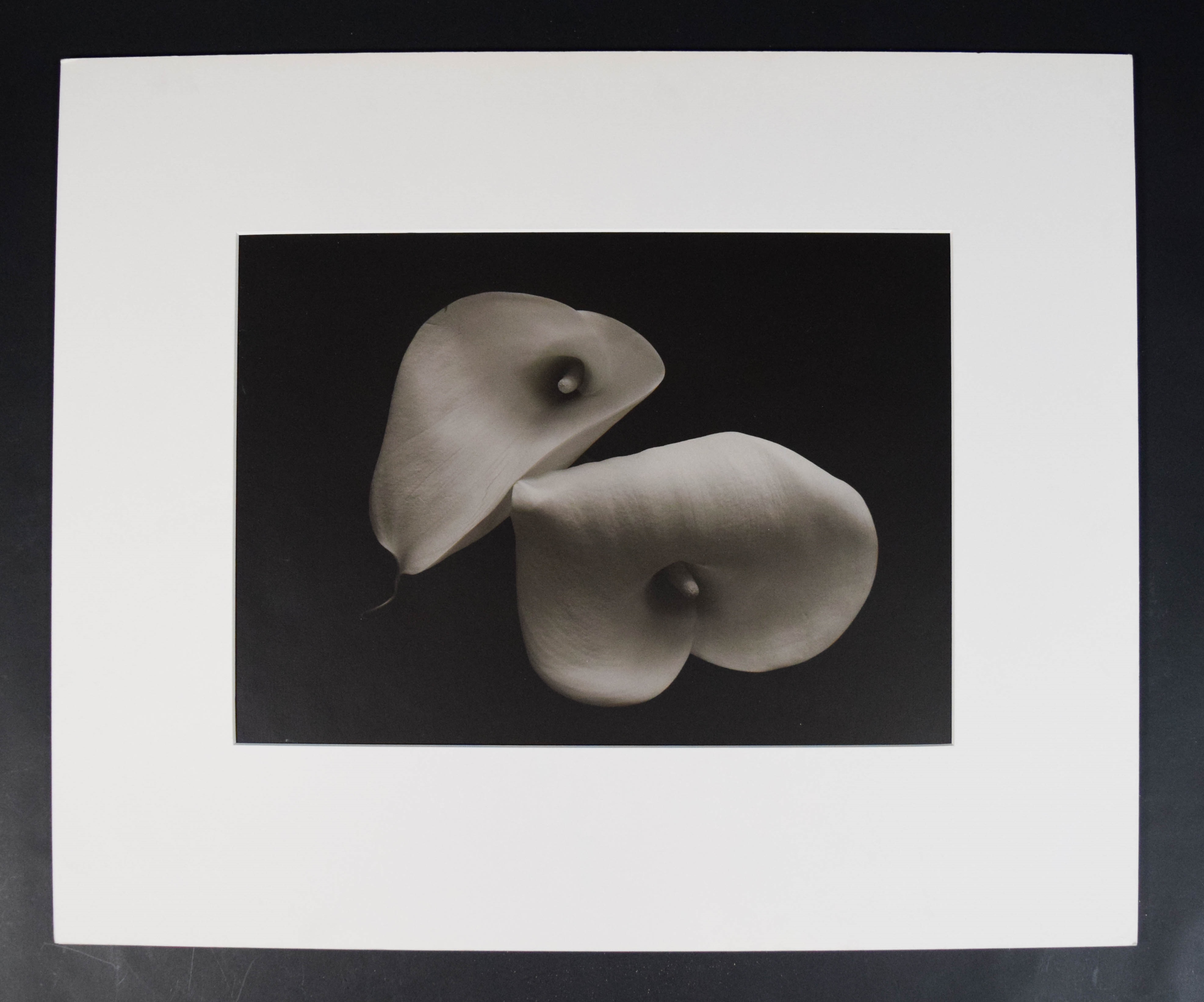 Bruce Rae Gelatin Silver Print Cala Lily II