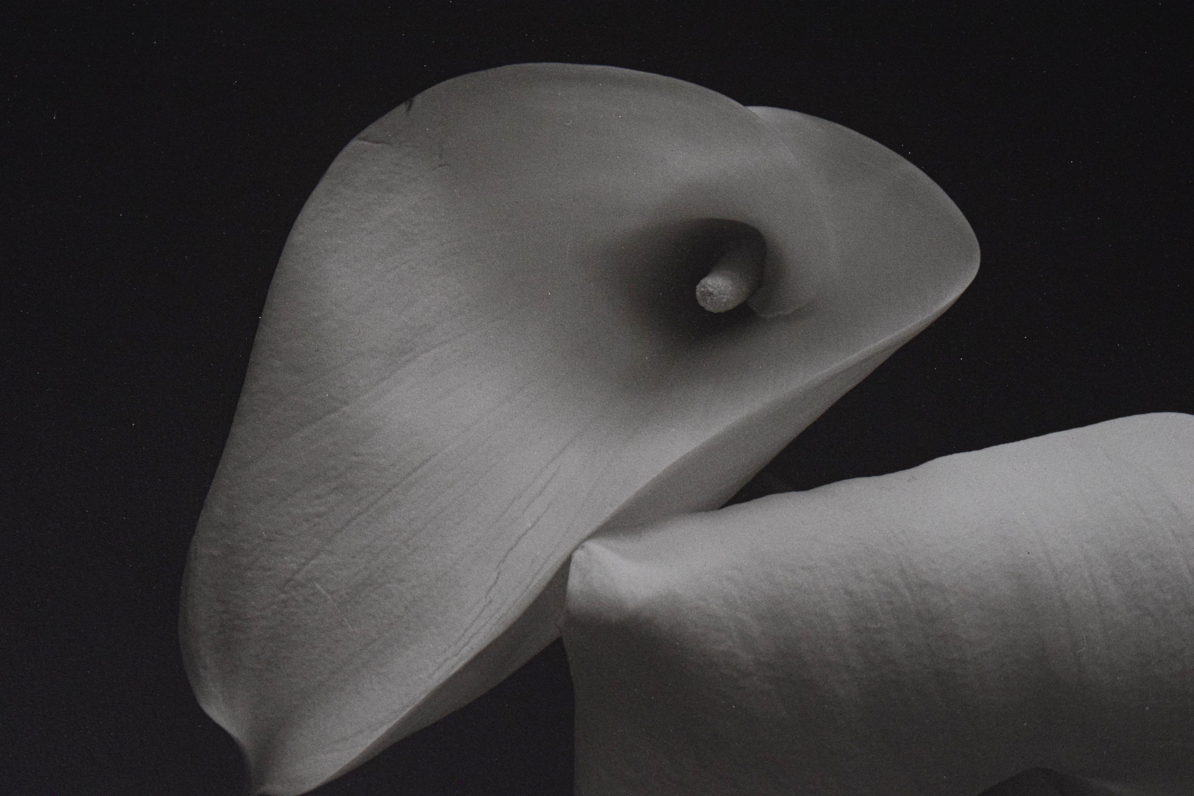 Bruce Rae Gelatin Silver Print Cala Lily II