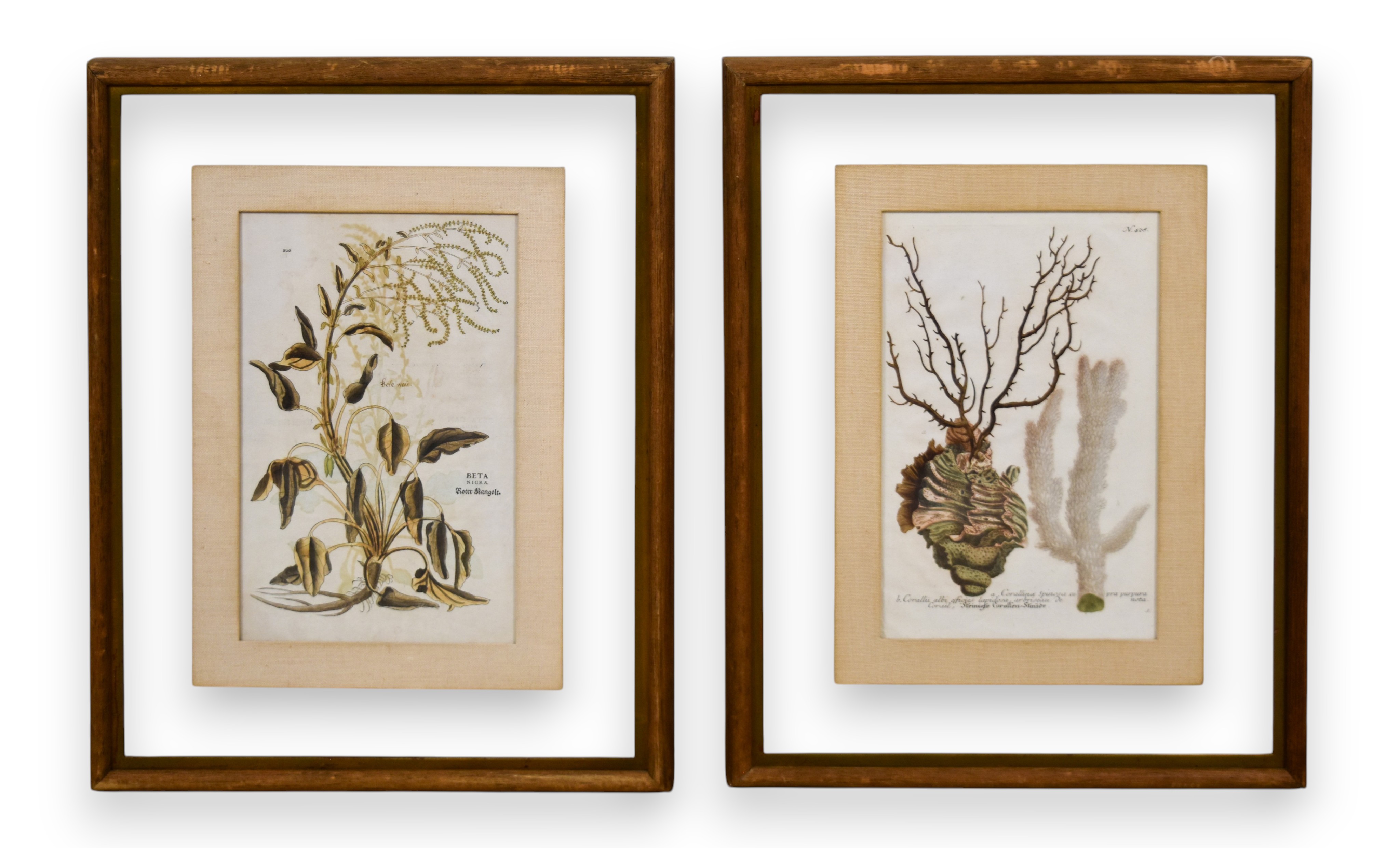 A Pair of Framed Hand-Colored Botanical Engravings from Johann Wilhelm Weinmann Phytanthoza Iconographia