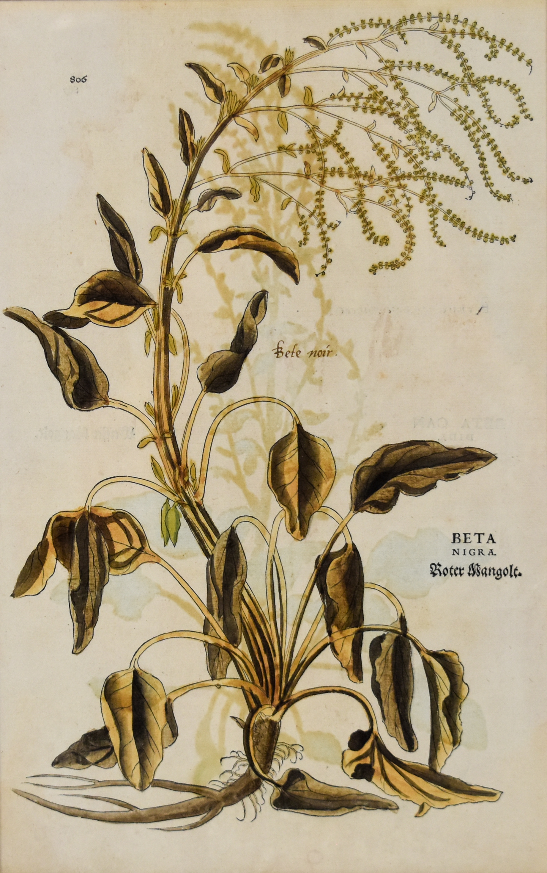 A Pair of Framed Hand-Colored Botanical Engravings from Johann Wilhelm Weinmann Phytanthoza Iconographia